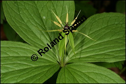 Vierblättrige Einbeere, Paris quadrifolia, Liliaceae/Trilliaceae, Paris quadrifolia, Vierblättrige Einbeere, fruchtend Kauf von 00798paris_quadrifoliaimg_6726.jpg