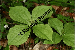 Vierblättrige Einbeere, Paris quadrifolia, Liliaceae/Trilliaceae, Paris quadrifolia, Vierblättrige Einbeere, fruchtend Kauf von 00798paris_quadrifoliaimg_6728.jpg
