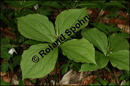 Vierblättrige Einbeere, Paris quadrifolia, Liliaceae/Trilliaceae, Paris quadrifolia, Vierblättrige Einbeere, fruchtend Kauf von 00798paris_quadrifoliaimg_6729.jpg