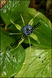 Vierblättrige Einbeere, Paris quadrifolia, Liliaceae/Trilliaceae, Paris quadrifolia, Vierblättrige Einbeere, fruchtend Kauf von 00798paris_quadrifoliaimg_8804.jpg