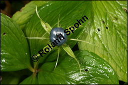 Vierblättrige Einbeere, Paris quadrifolia, Liliaceae/Trilliaceae, Paris quadrifolia, Vierblättrige Einbeere, fruchtend Kauf von 00798paris_quadrifoliaimg_8805.jpg