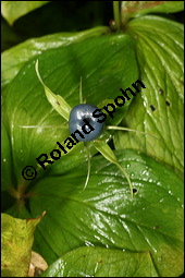 Vierblättrige Einbeere, Paris quadrifolia, Liliaceae/Trilliaceae, Paris quadrifolia, Vierblättrige Einbeere, fruchtend Kauf von 00798paris_quadrifoliaimg_8806.jpg