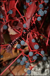 Gewöhnliche Jungfernrebe, Parthenocissus quinquefolia, Vitaceae, Parthenocissus quinquefolia, Gewöhnliche Jungfernrebe, Wilder Wein, fruchtend Kauf von 00799parthenocissus_quinquefoliaimg_4585.jpg