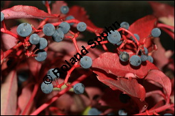 Gewöhnliche Jungfernrebe, Parthenocissus quinquefolia, Vitaceae, Parthenocissus quinquefolia, Gewöhnliche Jungfernrebe, Wilder Wein, fruchtend Kauf von 00799parthenocissus_quinquefoliaimg_4586.jpg