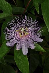 Fleischfarbene Passionsblume, Passiflora incarnata, Passifloraceae, Passiflora incarnata, Fleischfarbene Passionsblume, Blüte Kauf von 00800_passiflora_incarnata_dsc_4444.jpg