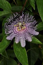Fleischfarbene Passionsblume, Passiflora incarnata, Passifloraceae, Passiflora incarnata, Fleischfarbene Passionsblume, Blüte Kauf von 00800_passiflora_incarnata_dsc_4445.jpg