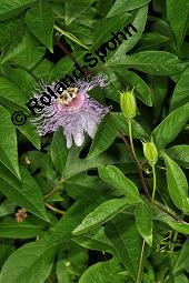 Fleischfarbene Passionsblume, Passiflora incarnata, Passifloraceae, Passiflora incarnata, Fleischfarbene Passionsblume, Blüte Kauf von 00800_passiflora_incarnata_dsc_4446.jpg