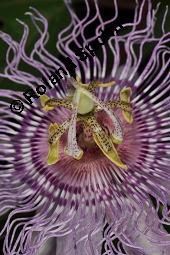Fleischfarbene Passionsblume, Passiflora incarnata, Passifloraceae, Passiflora incarnata, Fleischfarbene Passionsblume, Blüte Kauf von 00800_passiflora_incarnata_dsc_4448.jpg