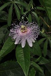 Fleischfarbene Passionsblume, Passiflora incarnata, Passifloraceae, Passiflora incarnata, Fleischfarbene Passionsblume, Blüte Kauf von 00800_passiflora_incarnata_dsc_4450.jpg