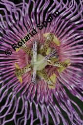 Fleischfarbene Passionsblume, Passiflora incarnata, Passifloraceae, Passiflora incarnata, Fleischfarbene Passionsblume, Blüte Kauf von 00800_passiflora_incarnata_dsc_4451.jpg