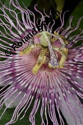 Fleischfarbene Passionsblume, Passiflora incarnata, Passifloraceae, Passiflora incarnata, Fleischfarbene Passionsblume, Blüte Kauf von 00800_passiflora_incarnata_dsc_4452.jpg