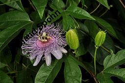 Fleischfarbene Passionsblume, Passiflora incarnata, Passifloraceae, Passiflora incarnata, Fleischfarbene Passionsblume, Blüte Kauf von 00800_passiflora_incarnata_dsc_4453.jpg