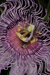 Fleischfarbene Passionsblume, Passiflora incarnata, Passifloraceae, Passiflora incarnata, Fleischfarbene Passionsblume, Blüte Kauf von 00800_passiflora_incarnata_dsc_4454.jpg