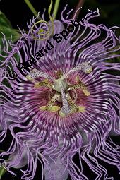 Fleischfarbene Passionsblume, Passiflora incarnata, Passifloraceae, Passiflora incarnata, Fleischfarbene Passionsblume, Blüte Kauf von 00800_passiflora_incarnata_dsc_4455.jpg