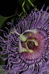 Fleischfarbene Passionsblume, Passiflora incarnata, Passifloraceae, Passiflora incarnata, Fleischfarbene Passionsblume, Blüte Kauf von 00800_passiflora_incarnata_dsc_4456.jpg