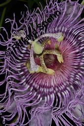 Fleischfarbene Passionsblume, Passiflora incarnata, Passifloraceae, Passiflora incarnata, Fleischfarbene Passionsblume, Blüte Kauf von 00800_passiflora_incarnata_dsc_4457.jpg