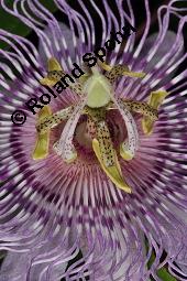 Fleischfarbene Passionsblume, Passiflora incarnata, Passifloraceae, Passiflora incarnata, Fleischfarbene Passionsblume, Blüte Kauf von 00800_passiflora_incarnata_dsc_4459.jpg