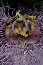 Fleischfarbene Passionsblume, Passiflora incarnata, Passifloraceae, Passiflora incarnata, Fleischfarbene Passionsblume, Blüte Kauf von 00800_passiflora_incarnata_dsc_4460.jpg