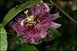Fleischfarbene Passionsblume, Passiflora incarnata, Passifloraceae, Passiflora incarnata, Fleischfarbene Passionsblume, Blüte Kauf von 00800passiflora_incarnataimg_2998.jpg