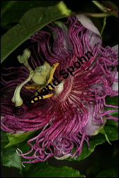 Fleischfarbene Passionsblume, Passiflora incarnata, Passifloraceae, Passiflora incarnata, Fleischfarbene Passionsblume, Blüte Kauf von 00800passiflora_incarnataimg_2999.jpg