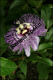 Fleischfarbene Passionsblume, Passiflora incarnata, Passifloraceae, Passiflora incarnata, Fleischfarbene Passionsblume, Blüte Kauf von 00800passiflora_incarnataimg_8879.jpg