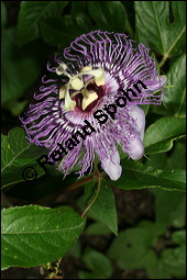 Fleischfarbene Passionsblume, Passiflora incarnata, Passifloraceae, Passiflora incarnata, Fleischfarbene Passionsblume, Blüte Kauf von 00800passiflora_incarnataimg_8880.jpg