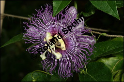 Fleischfarbene Passionsblume, Passiflora incarnata, Passifloraceae, Passiflora incarnata, Fleischfarbene Passionsblume, Blüte Kauf von 00800passiflora_incarnataimg_8881.jpg