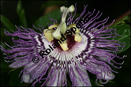 Fleischfarbene Passionsblume, Passiflora incarnata, Passifloraceae, Passiflora incarnata, Fleischfarbene Passionsblume, Blüte Kauf von 00800passiflora_incarnataimg_8882.jpg