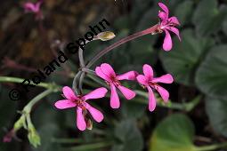 Nierenförmige Pelargonie, Pelargonium reniforme, Pelargonium caffrum, Nierenförmige Pelargonie, Geraniaceae, Blühend Kauf von 00804_pelargonium_reniforme_dsc_6856.jpg