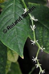 Petiverie, Anamu, Mucura, Petiveria alliacea, Petiveria alliacea, Petiverie, Anamu, Mucura, Phytolaccaceae, Blühend Kauf von 00807_petiveria_alliacea_dsc_7858.jpg