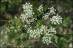 Anis, Pimpinella anisum, Apiaceae, Pimpinella anisum, Anis, Blühend Kauf von 00824pimpinella_anisumimg_3117.jpg