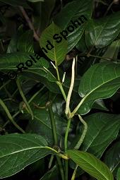 Langer Pfeffer, Piper longum, Piper longum, Langer Pfeffer, Piperaceae, unreif fruchtend Kauf von 00829_piper_longum_dsc_7055.jpg