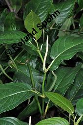 Langer Pfeffer, Piper longum, Piper longum, Langer Pfeffer, Piperaceae, unreif fruchtend Kauf von 00829_piper_longum_dsc_7056.jpg