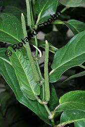 Langer Pfeffer, Piper longum, Piper longum, Langer Pfeffer, Piperaceae, unreif fruchtend Kauf von 00829_piper_longum_dsc_7058.jpg