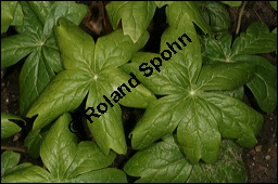 Schildförmiges Fußblatt, Gewöhnlicher Maiapfel, Entenfuß, Podophyllum peltatum, Berberidaceae, Podophyllum peltatum, Schildförmiges Fußblatt, Gewöhnlicher Maiapfel, Entenfuß, Beblättert Kauf von 00837podophyllum_peltatumimg_7765.jpg