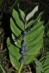 Echtes Salamonsiegel, Gebräuchliche Weißwurz, Polygonatum odoratum, Polygonatum officinale, Liliaceae/Convallariaceae, Polygonatum odoratum, Polygonatum officinale, Echtes Salomonsiegel, Wohlriechende  Weißwurz, Gebräuchliche Weißwurz, Blühend Kauf von 00840_polygonatum_odoratum_dsc_0188.jpg