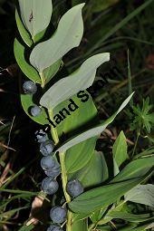 Echtes Salamonsiegel, Gebräuchliche Weißwurz, Polygonatum odoratum, Polygonatum officinale, Liliaceae/Convallariaceae, Polygonatum odoratum, Polygonatum officinale, Echtes Salomonsiegel, Wohlriechende  Weißwurz, Gebräuchliche Weißwurz, Blühend Kauf von 00840_polygonatum_odoratum_dsc_0189.jpg