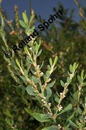 Acker-Vogelknöterich, Polygonum aviculare, Polygonaceae, Polygonum aviculare, Polygonum heterophyllum, Acker-Vogelknöterich, Aufrechter Vogelknöterich, Blühend Kauf von 00841_polygonum_aviculare_dsc_2930.jpg