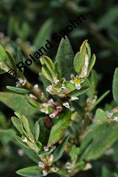 Acker-Vogelknöterich, Polygonum aviculare, Polygonaceae, Polygonum aviculare, Polygonum heterophyllum, Acker-Vogelknöterich, Aufrechter Vogelknöterich, Blühend Kauf von 00841_polygonum_aviculare_dsc_2931.jpg