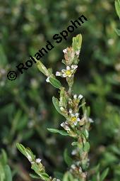 Acker-Vogelknöterich, Polygonum aviculare, Polygonaceae, Polygonum aviculare, Polygonum heterophyllum, Acker-Vogelknöterich, Aufrechter Vogelknöterich, Blühend Kauf von 00841_polygonum_aviculare_dsc_2934.jpg