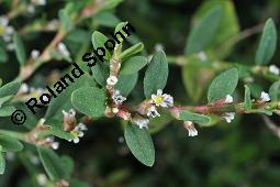 Acker-Vogelknöterich, Polygonum aviculare, Polygonaceae, Polygonum aviculare, Polygonum heterophyllum, Acker-Vogelknöterich, Aufrechter Vogelknöterich, Blühend Kauf von 00841_polygonum_aviculare_dsc_2935.jpg