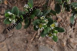 Acker-Vogelknöterich, Polygonum aviculare, Polygonaceae, Polygonum aviculare, Polygonum heterophyllum, Acker-Vogelknöterich, Aufrechter Vogelknöterich, Blühend Kauf von 00841_polygonum_aviculare_dsc_4078.jpg