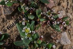 Acker-Vogelknöterich, Polygonum aviculare, Polygonaceae, Polygonum aviculare, Polygonum heterophyllum, Acker-Vogelknöterich, Aufrechter Vogelknöterich, Blühend Kauf von 00841_polygonum_aviculare_dsc_4079.jpg