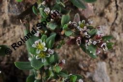 Acker-Vogelknöterich, Polygonum aviculare, Polygonaceae, Polygonum aviculare, Polygonum heterophyllum, Acker-Vogelknöterich, Aufrechter Vogelknöterich, Blühend Kauf von 00841_polygonum_aviculare_dsc_4080.jpg