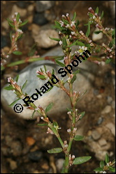 Acker-Vogelknöterich, Polygonum aviculare, Polygonaceae, Polygonum aviculare, Polygonum heterophyllum, Acker-Vogelknöterich, Aufrechter Vogelknöterich, Blühend Kauf von 00841polygonum_aviculareimg_0013.jpg
