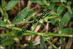 Acker-Vogelknöterich, Polygonum aviculare, Polygonaceae, Polygonum aviculare, Polygonum heterophyllum, Acker-Vogelknöterich, Aufrechter Vogelknöterich, Blühend Kauf von 00841polygonum_aviculareimg_3914.jpg