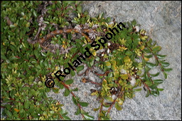 Stumpfblättrige Weide, Salix retusa, Salicaceae, Salix retusa, Stumpfblättrige Weide, Gestutzte Weide, fruchtend Kauf von 00845salix_retusaimg_3320.jpg