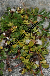 Stumpfblättrige Weide, Salix retusa, Salicaceae, Salix retusa, Stumpfblättrige Weide, Gestutzte Weide, fruchtend Kauf von 00845salix_retusaimg_3321.jpg