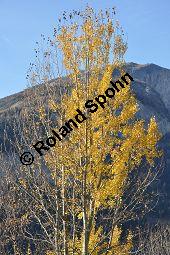 Zitter-Pappel, Espe, Aspen, Populus tremula, Salicaceae, Populus tremula, Zitter-Pappel, Espe, Aspen, Habitat, Herbstfärbung im Habitat mit Europäischer Lärche, Larix decidua und Fichte, Picea abies Kauf von 00846_populus_tremula_dsc_1141.jpg