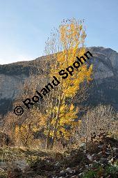 Zitter-Pappel, Espe, Aspen, Populus tremula, Salicaceae, Populus tremula, Zitter-Pappel, Espe, Aspen, Habitat, Herbstfärbung im Habitat mit Europäischer Lärche, Larix decidua und Fichte, Picea abies Kauf von 00846_populus_tremula_dsc_1142.jpg